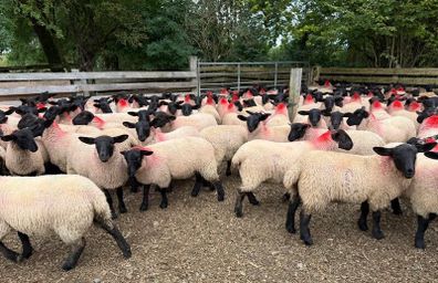 Suffolk/Mule Ewe Lambs