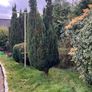 free Italian Cyprus/bush Image 3