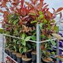 red robin hedging Image 2