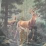 picture of Deer in the rocky mountains Image 4