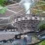 racing bike carbon Ridley Image 9