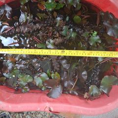 Water Lily Rhizome