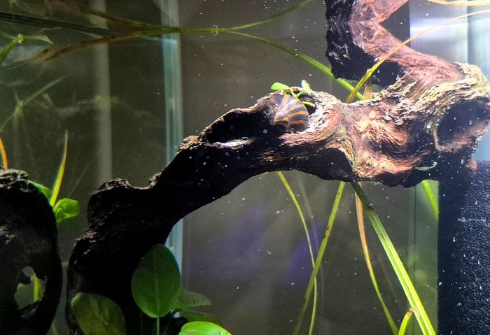 Zebra Nerite Snail for Fish Tank