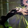 Zebra Nerite Snail for Fish Tank Image 4