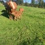 Incalf Heifers for sale Image 2