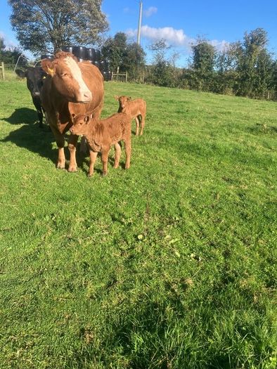 Incalf Heifers for sale