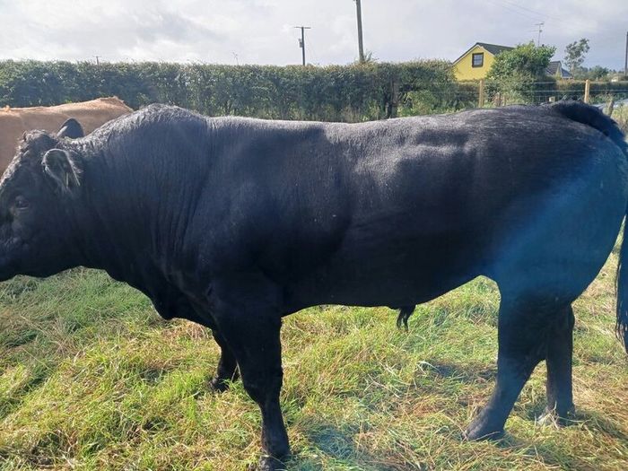 Bull
