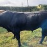 Bull Image 3