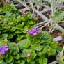 Summer Bedding Flowers, Trailing Plants Image 5