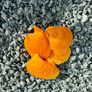 Memorial stone, grave stones polished pebbles Image 7