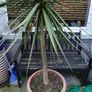 palm tree Image 2
