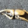 3 brass Insects, solid brass. Image 8