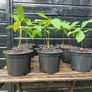 Sweet chestnut trees Image 5