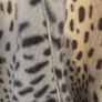 Marks and Spencer faux leopard print soft hair jacket Image 7