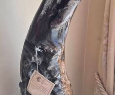 Bog Oak