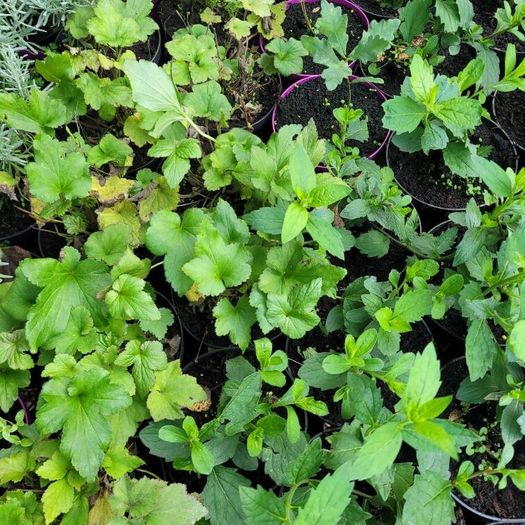 clearance of 100 plants/shrubs