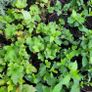 clearance of 100 plants/shrubs Image 10