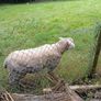 Dorset Ram Image 4