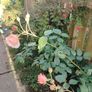Rose  plant Image 3