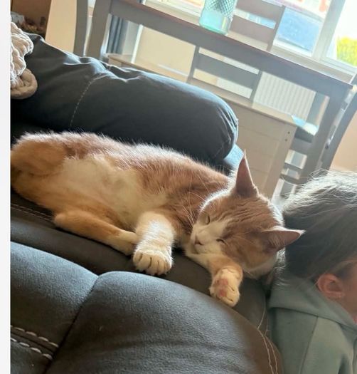 half maine coon male