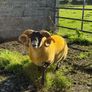 Lanark rams Image 3