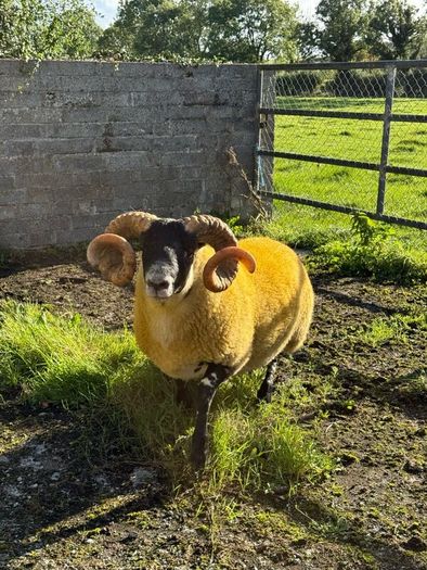 Lanark rams