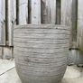 Fig tree in pot Image 2