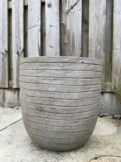 Fig tree in pot