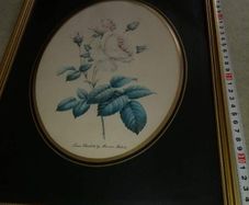 Lovely picture of still life of blue flower.