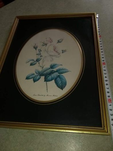 Lovely picture of still life of blue flower.