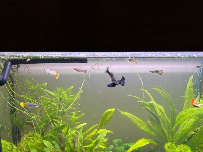 120l fishtank and cabinet