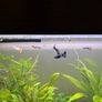 120l fishtank and cabinet Image 3