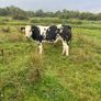 Super Overdose heifer for sale Image 5