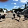 15 super Hereford reared heifers Image 4