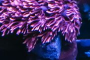 Pink gonipora