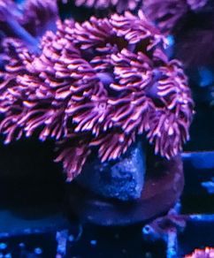 Pink gonipora