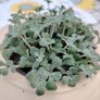 Succulents with Pot Image 4