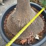 Ponytail palm Image 2