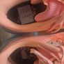 nike pegasus. Bran new with tags. Female uk4 Image 4