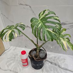 Monstera Thai Constellation - rare plant