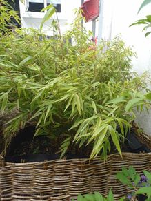 Bamboo