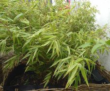 Bamboo