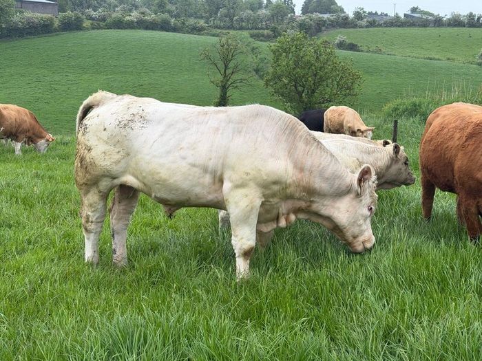 Bull