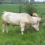 Bull Image 9
