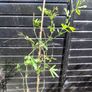 Passiflora climber plant. Image 6