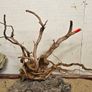 Red Moor Wood Aquarium Image 3