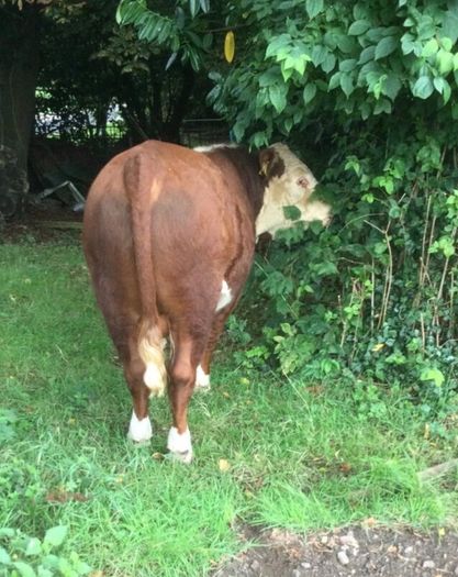 PBR Hereford
