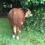PBR Hereford Image 10