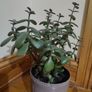 plant Image 2