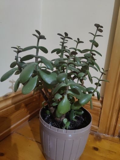 plant